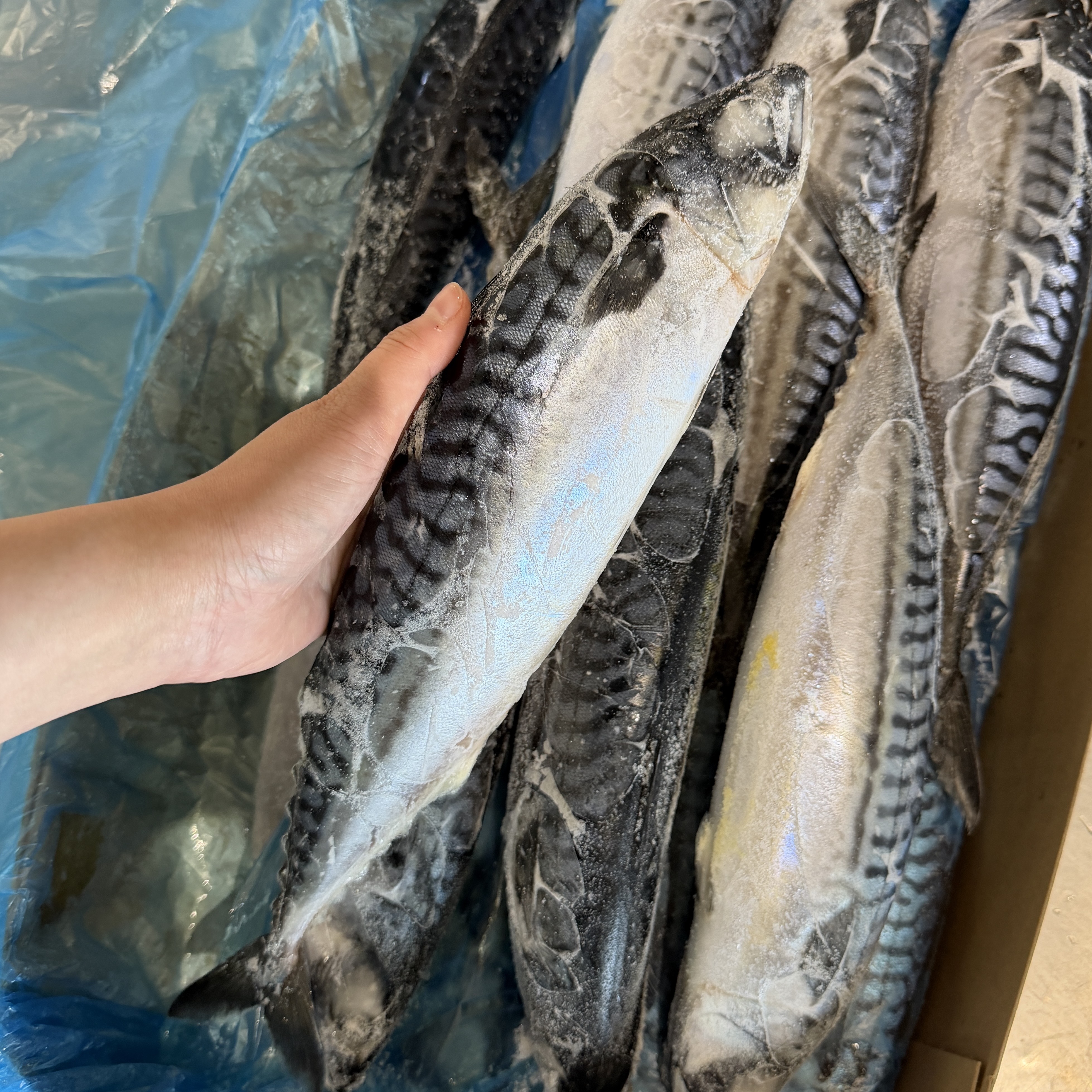 挪威整尾鯖魚（無鹽）