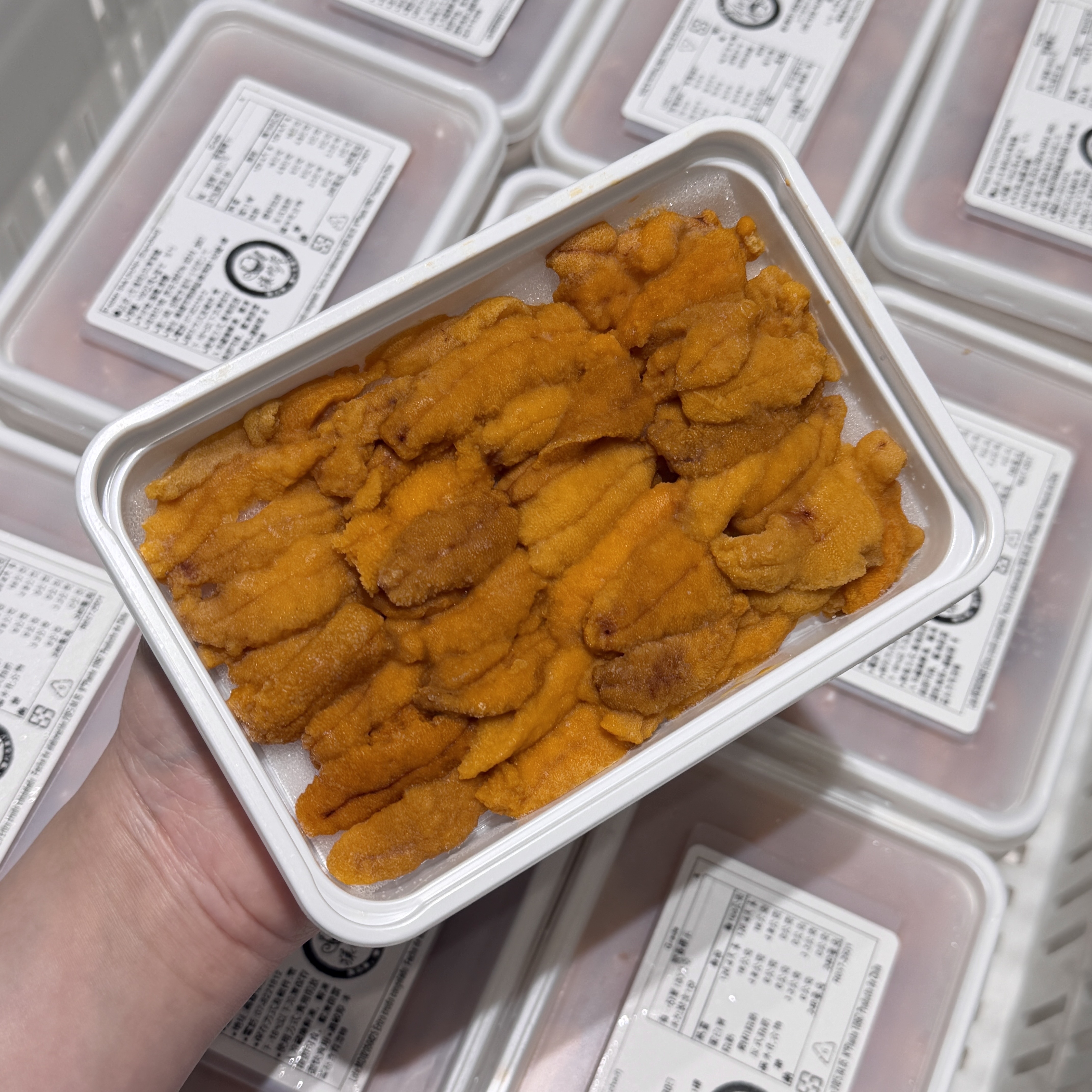 智利海膽