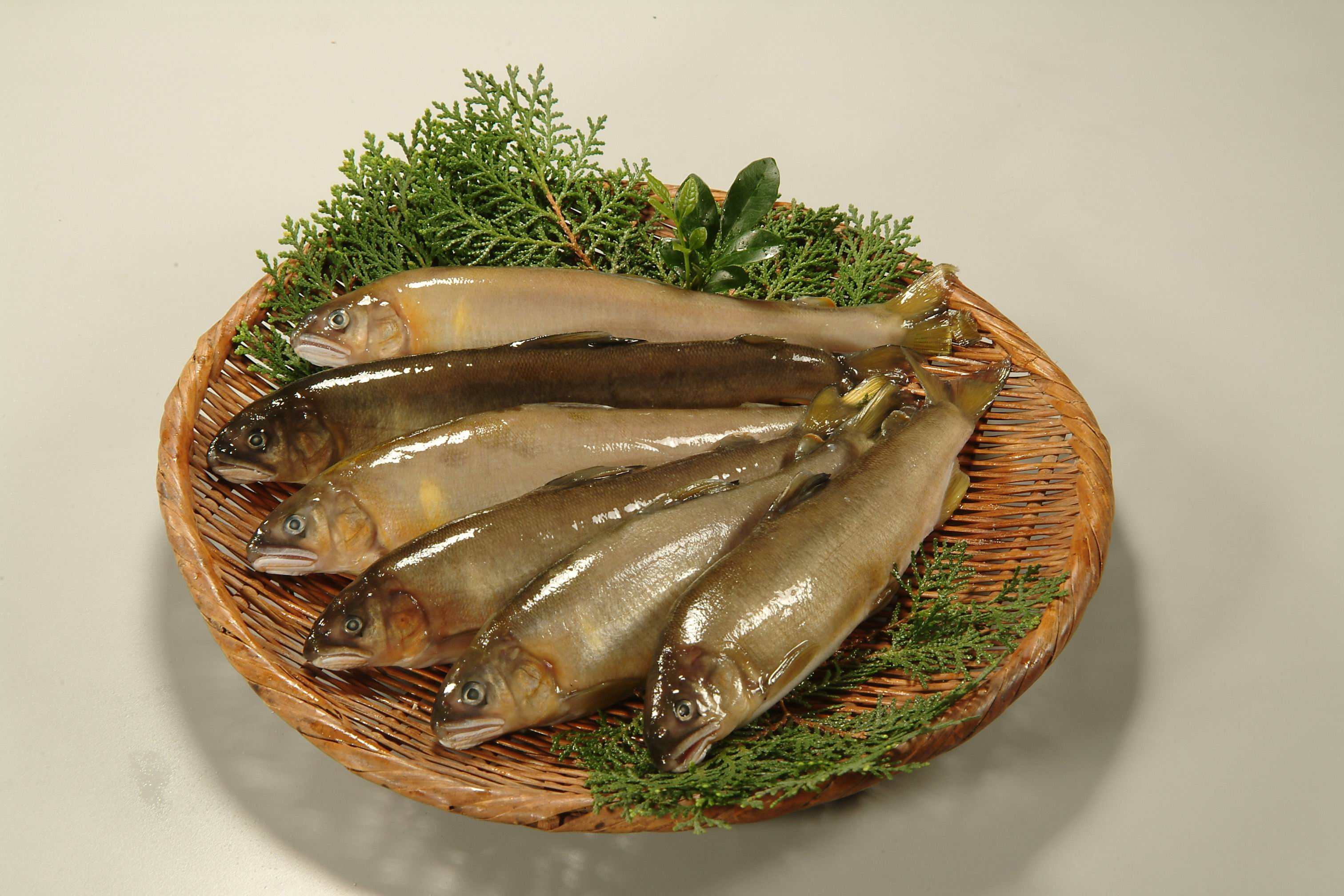 7尾母香魚