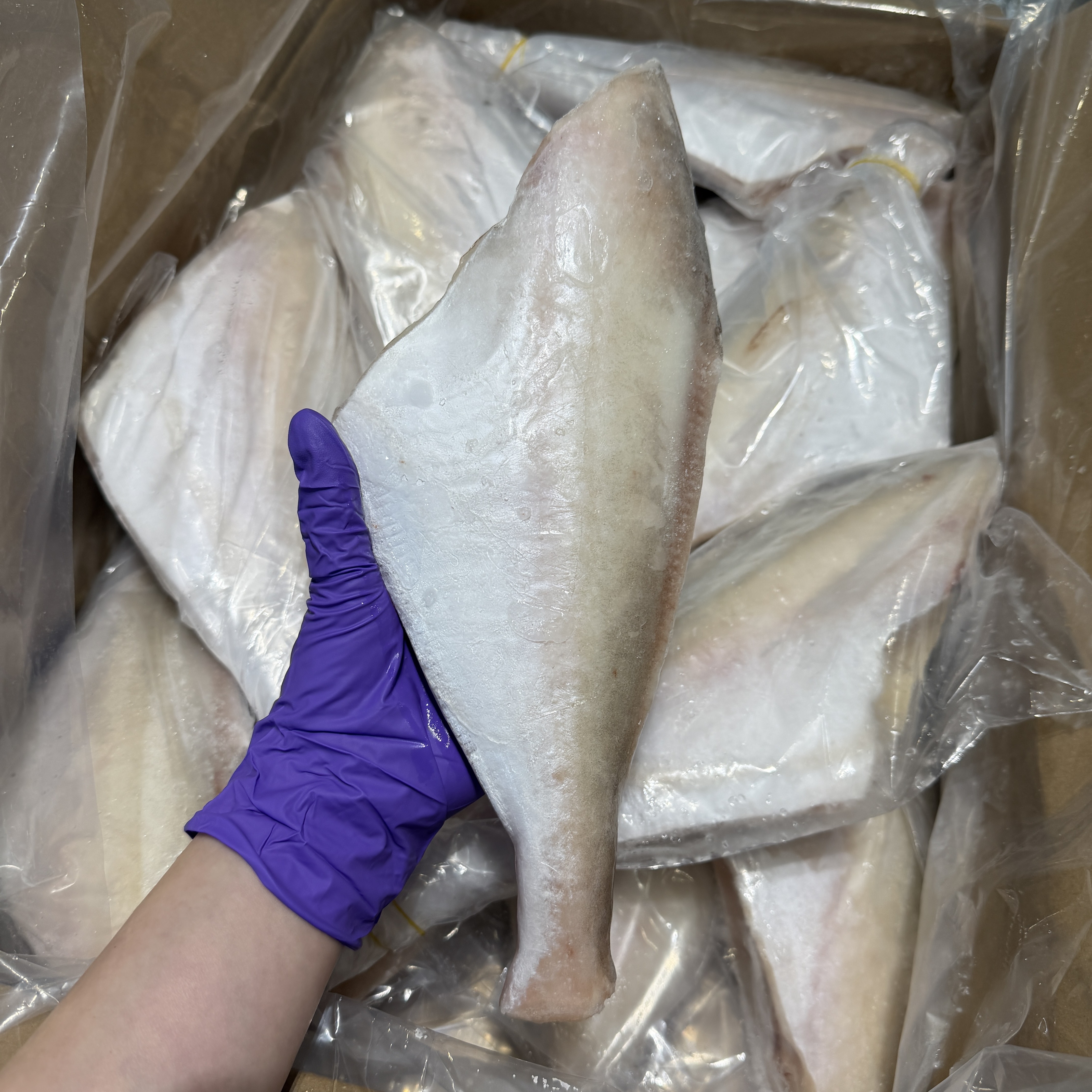 野生剝皮魚
